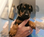 Puppy Jax Doberman Pinscher
