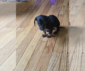 Dachshund Puppy for sale in DETROIT, MI, USA