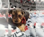 Small Photo #12 Yorkshire Terrier Puppy For Sale in AKRON, OH, USA