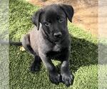 Small #1 Labrador Retriever Mix