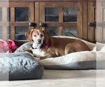 Small #8 Beagle
