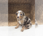 Small #5 Australian Shepherd