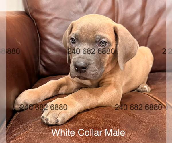 Medium Photo #4 Cane Corso Puppy For Sale in LA PLATA, MD, USA