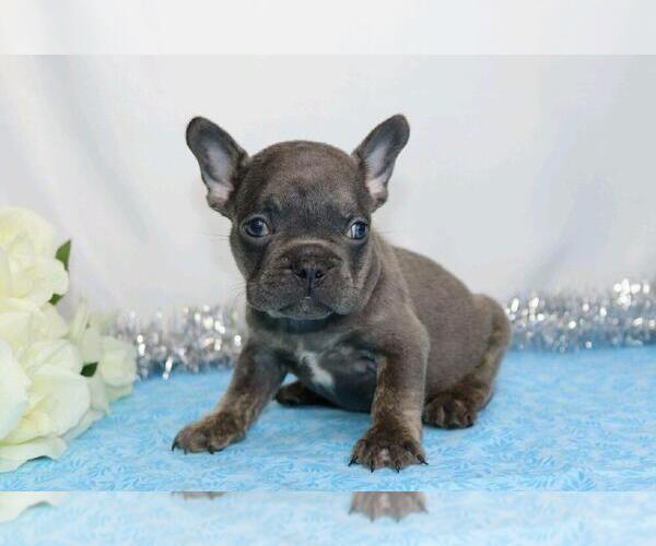 Medium Photo #2 French Bulldog Puppy For Sale in FREDERICKSBG, OH, USA