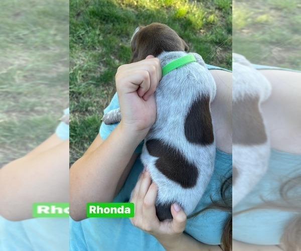 Medium Photo #26 Pointer Puppy For Sale in SACRAMENTO, CA, USA