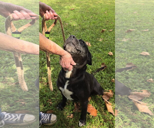Medium Photo #5 Labrador Retriever-Unknown Mix Puppy For Sale in Rustburg, VA, USA