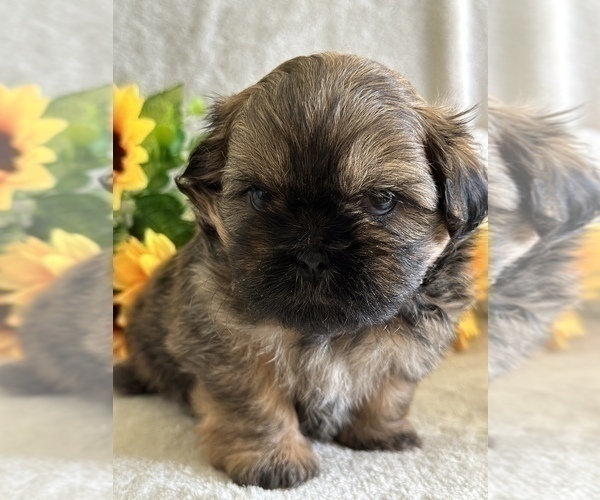 Medium Photo #1 Shih Tzu Puppy For Sale in ORLANDO, FL, USA