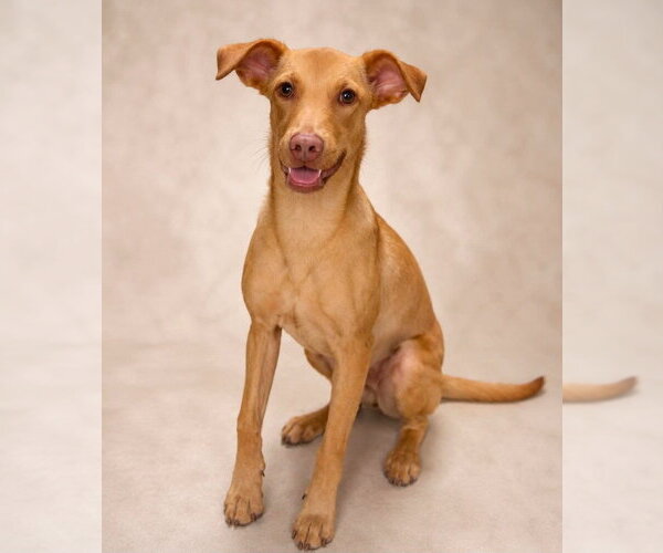 Medium Photo #3 Mutt Puppy For Sale in Canton, CT, USA