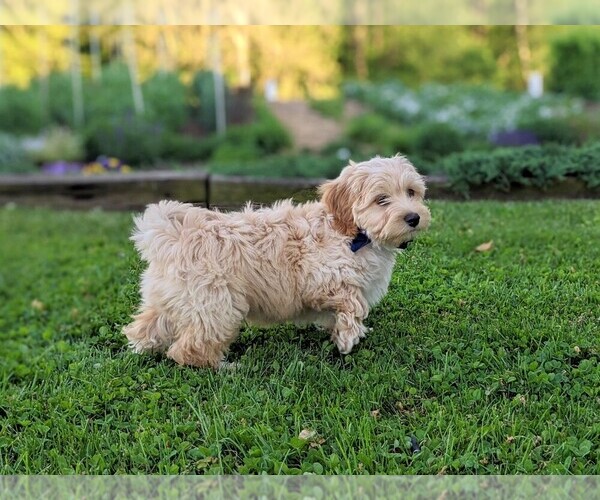 Medium Photo #2 Cavachon-Poodle (Toy) Mix Puppy For Sale in AIRVILLE, PA, USA