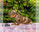 Small Photo #3 Dachshund Puppy For Sale in MIAMI, FL, USA