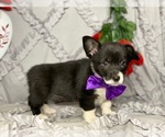 Small Photo #3 Pembroke Welsh Corgi Puppy For Sale in LANCASTER, PA, USA