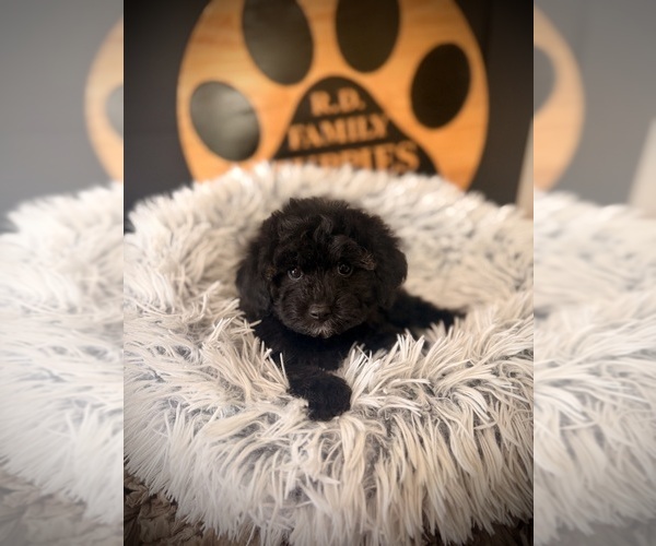 Medium Photo #3 Cavapoo (Miniature) Puppy For Sale in CROSSVILLE, TN, USA