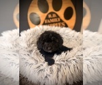 Small #2 Cavapoo (Miniature)