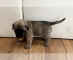 Small #5 Mastiff