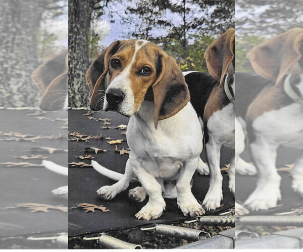 Medium Photo #1 Bagle Hound Puppy For Sale in Brookville, OH, USA