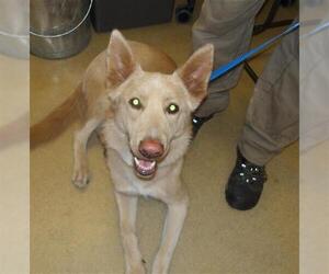 Siberian Husky-Unknown Mix Dogs for adoption in Santa Rosa, CA, USA