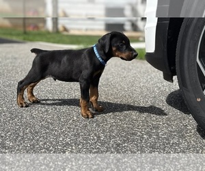 Doberman Pinscher Puppy for sale in NEWTON, NC, USA