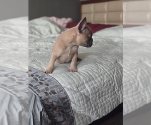French Bulldog Puppy for sale in E MASSAPEQUA, NY, USA