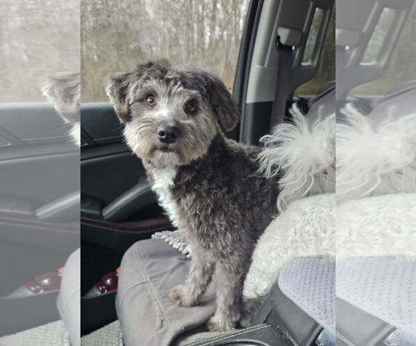 Medium Photo #1 Poodle (Miniature)-Unknown Mix Puppy For Sale in Columbus, IN, USA