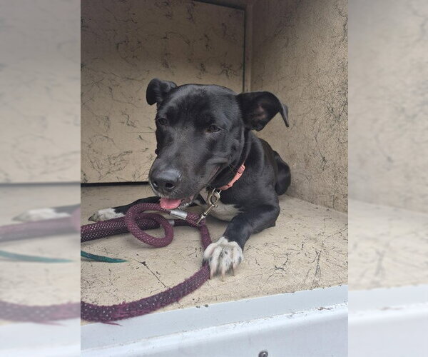 Medium Photo #1 Labrador Retriever-Unknown Mix Puppy For Sale in St. Cloud, FL, USA