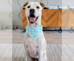 Small #1 Labrador Retriever Mix
