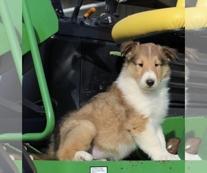 Collie Puppy for sale in FREDERICKSBURG, OH, USA