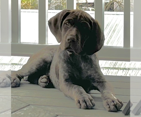 Medium Photo #3 German Shorthaired Pointer Puppy For Sale in STRAWBERRY POINT, IA, USA