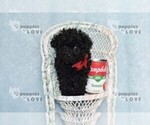 Small #5 Poodle (Toy)