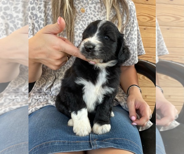 Medium Photo #2 F2 Aussiedoodle Puppy For Sale in BERLIN, NJ, USA