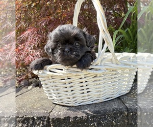 Shih Tzu Puppy for sale in MIDDLEBURY, IN, USA