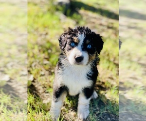 Australian Shepherd Puppy for sale in AVONDALE GOODYEAR, AZ, USA