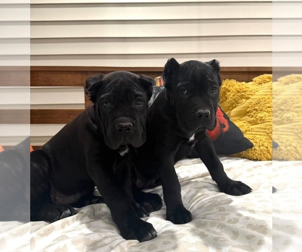 Medium Photo #3 Cane Corso Puppy For Sale in BLADENBORO, NC, USA