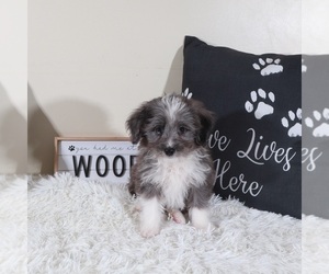 Aussiedoodle Toy Puppy for sale in MOUNT VERNON, OH, USA