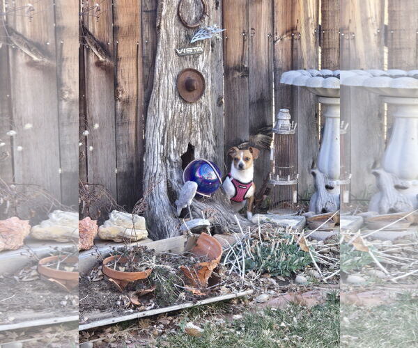 Medium Photo #4 Chihuahua-Unknown Mix Puppy For Sale in Aurora, CO, USA