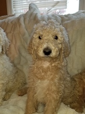 Poodle (Standard) Puppy for sale in INDEPENDENCE, MO, USA