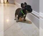 Puppy 2 French Bulldog