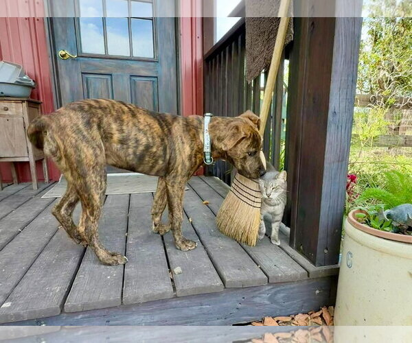 Medium Photo #3 American Pit Bull Terrier-Unknown Mix Puppy For Sale in Oakhurst, NJ, USA