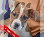 Small American Staffordshire Terrier-Boxer Mix