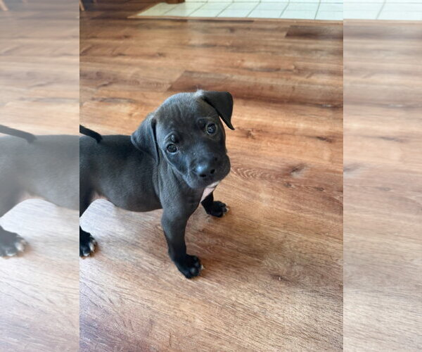 Medium Photo #2 American Pit Bull Terrier-Unknown Mix Puppy For Sale in Germantown, OH, USA