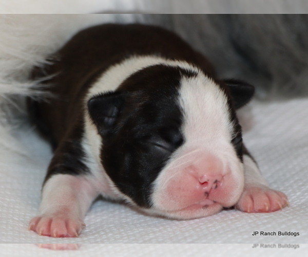 Medium Photo #7 Boston Terrier Puppy For Sale in WINNSBORO, TX, USA
