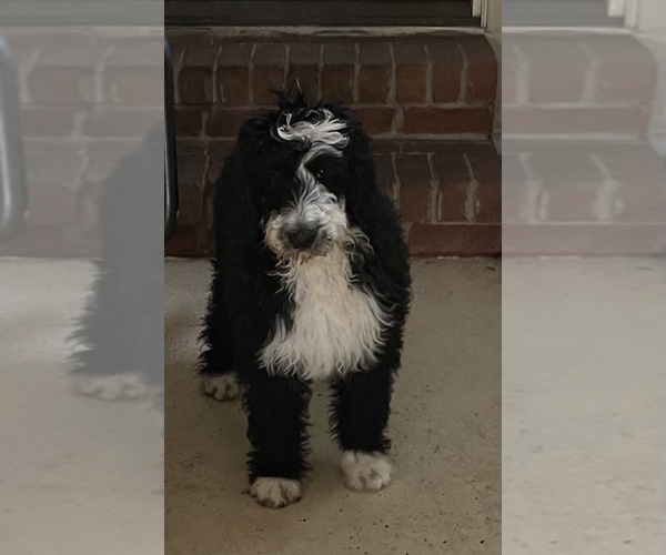 Medium Photo #4 Bernedoodle Puppy For Sale in CLANTON, AL, USA