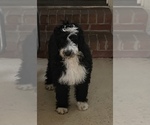 Small Photo #4 Bernedoodle Puppy For Sale in CLANTON, AL, USA