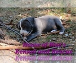 Small #13 American Pit Bull Terrier