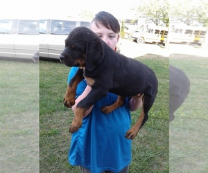 Rottweiler Puppy for sale in PINE KNOT, KY, USA