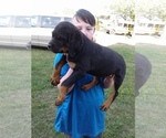 Small Photo #1 Rottweiler Puppy For Sale in PINE KNOT, KY, USA