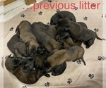 Small Photo #6 Belgian Malinois Puppy For Sale in LABADIE, MO, USA