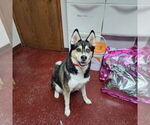 Small #11 Siberian Husky Mix