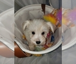 Small Photo #10 Schnauzer (Miniature) Puppy For Sale in WINDYVILLE, MO, USA