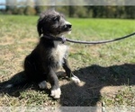 Small Photo #6 Labradoodle Puppy For Sale in NEOLA, WV, USA
