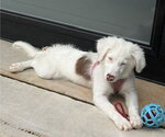 Small #1 Australian Shepherd Mix